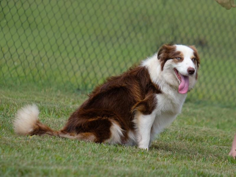 3yo Entire Chocolate Tricolour Female Border Collie