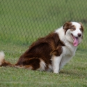 3yo Entire Chocolate Tricolour Female Border Collie