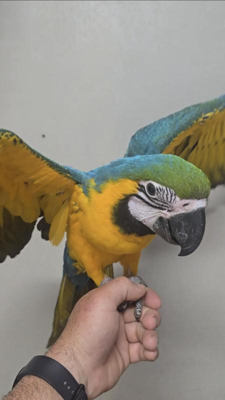 Handraised blue and gold macaw female