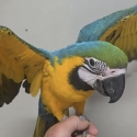Handraised blue and gold macaw female