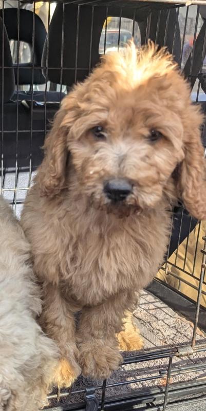 Labradoodles Miniature Teddy bear type