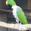 Male Eclectus