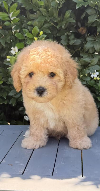 Stunning toy Moodle puppies