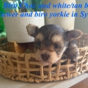 Exotic tan/choc white   tiny Yorkie boy