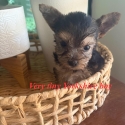 Tiny Yorkshire terrier puppies