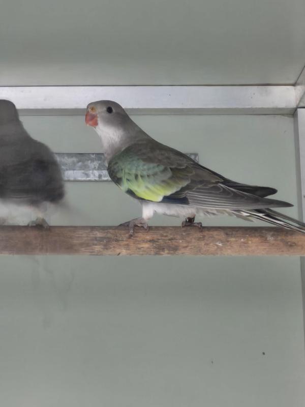 Par blue princess parrots