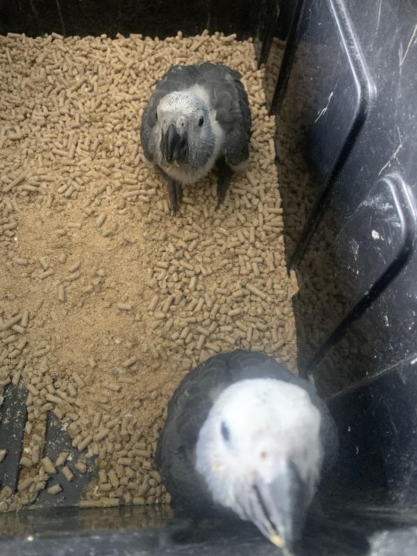Baby African greys