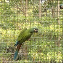 Illigers Macaws