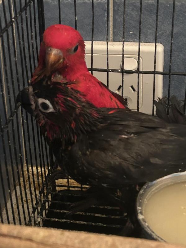 Black lory