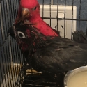 Black lory
