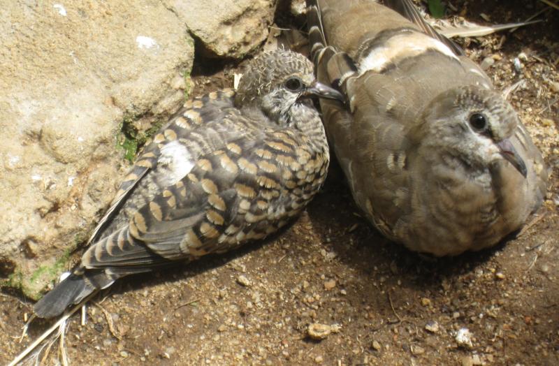 AFRICAN MASKE DOVES PRS.