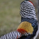 Lady Amherst Pheasant