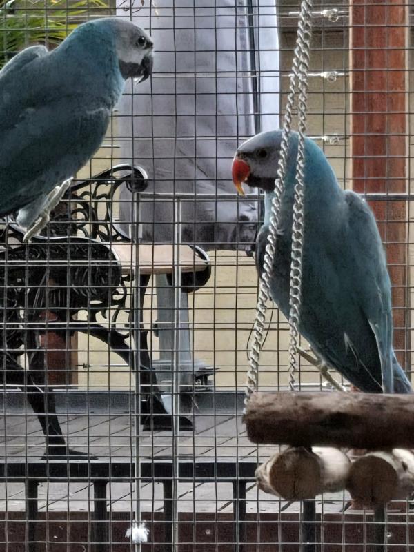 Proven blue moustache pair SOLD