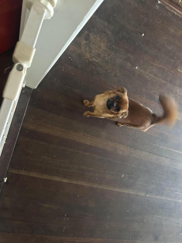 3/4 Brussels griffon 1/4 Pomeranian girl