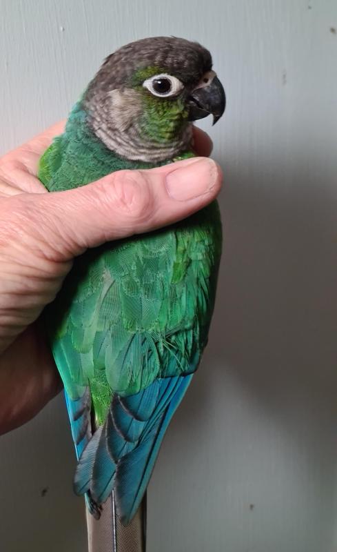 Hand Raised Green Cheek Turquoise Conure with cage on stand