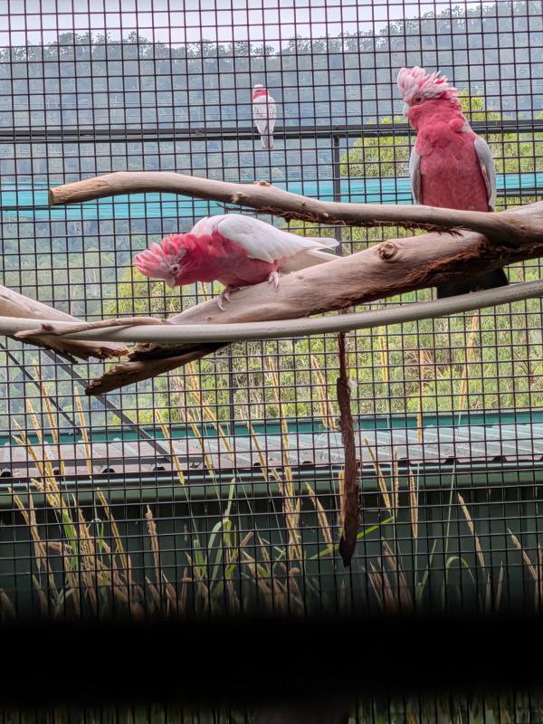 Split blue galah breeding pair