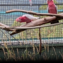 Split blue galah breeding pair