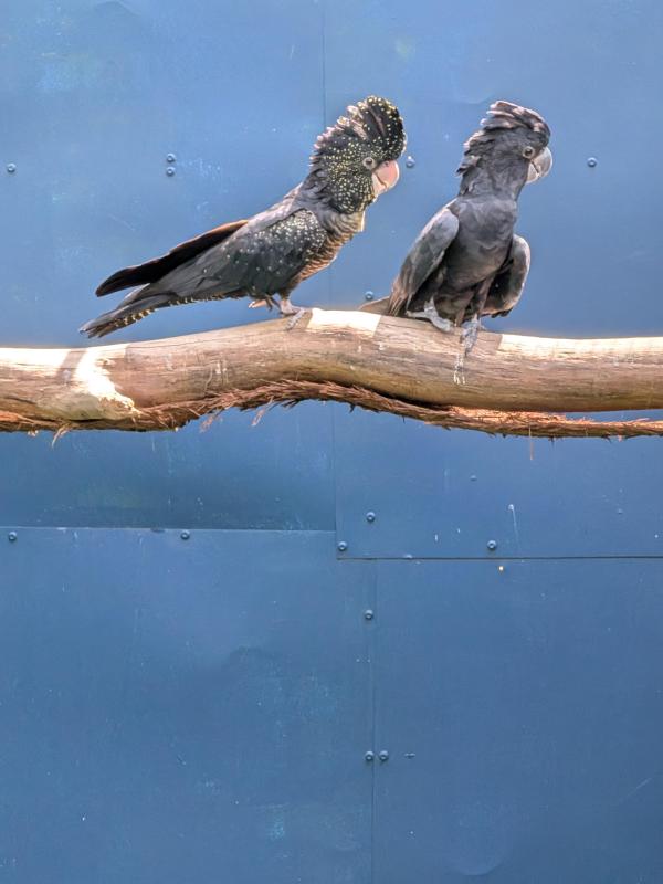 Black cockatoos for sale