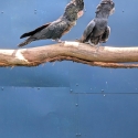 Black cockatoos for sale