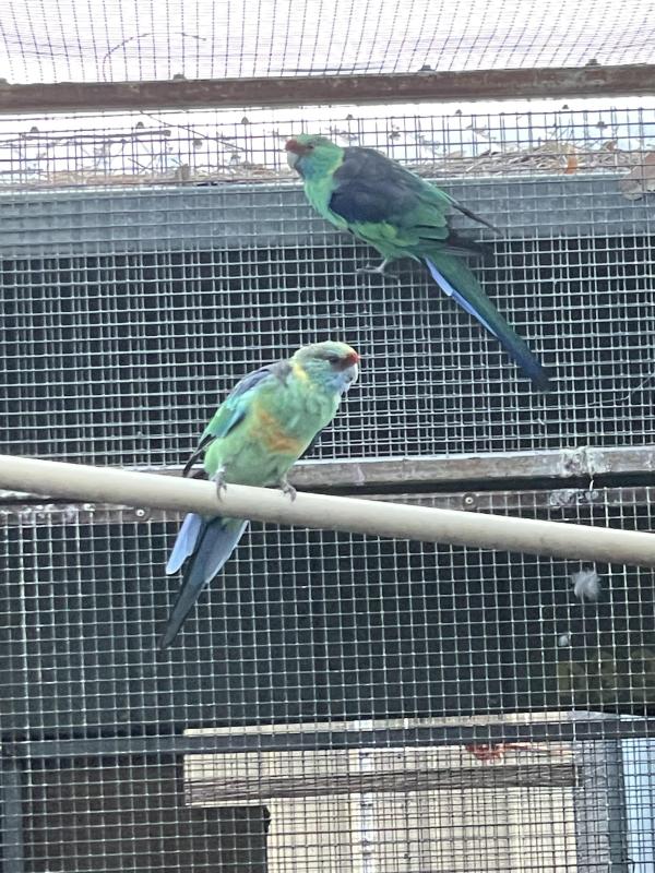 Split blue mallee Ringneck hen