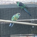 Split blue mallee Ringneck hen
