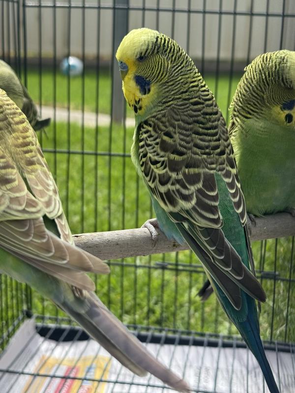 Beautiful Budgies ! 3 month babies , 5-6 month Mature !