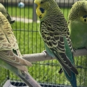 Beautiful Budgies ! 3 month babies , 5-6 month Mature !