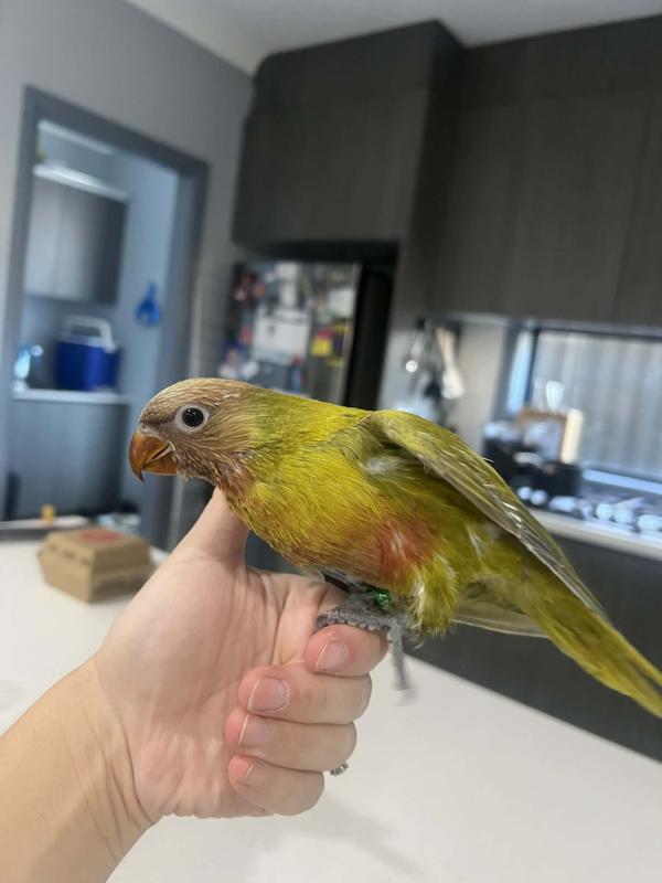 Hand raised lorikeet