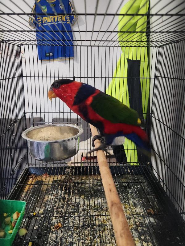 Black capped lorikeet