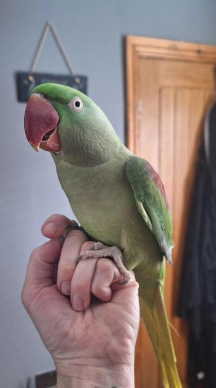 Tame Alexandrine Male