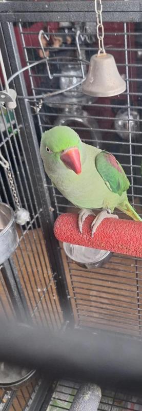 Tame Alexandrine Female