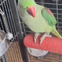 Tame Alexandrine Female