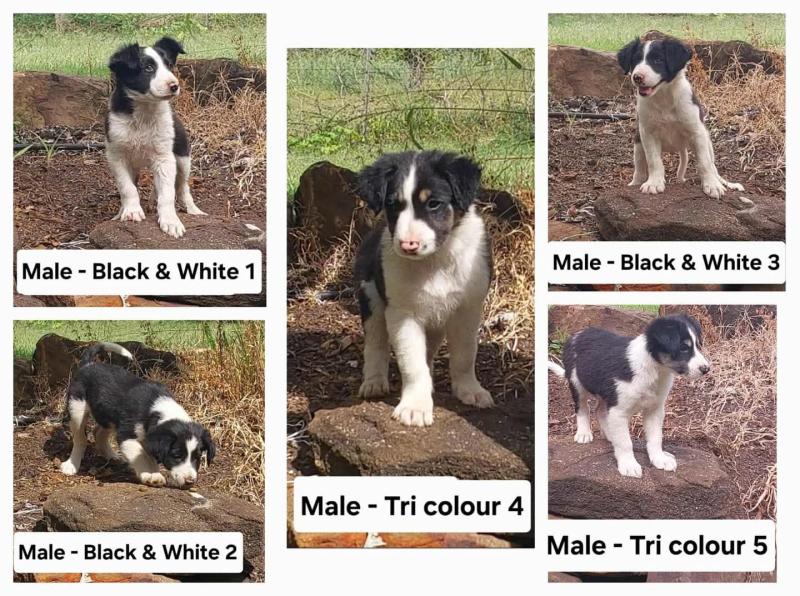 Working Border Collies
