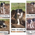 Working Border Collies