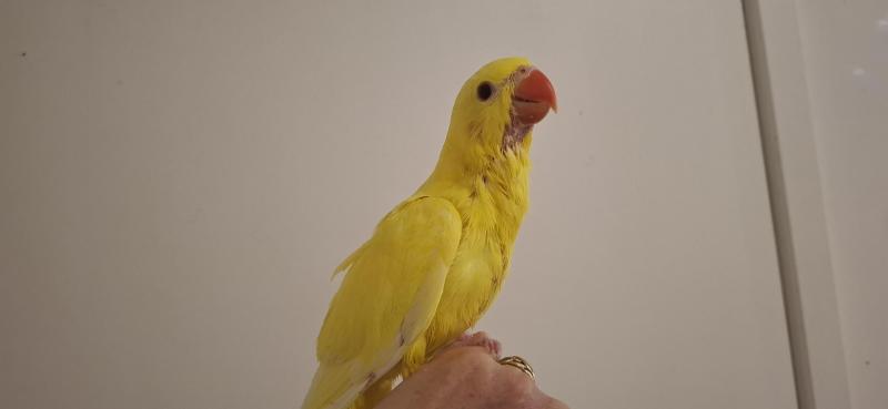 Indian ring neck hand raised