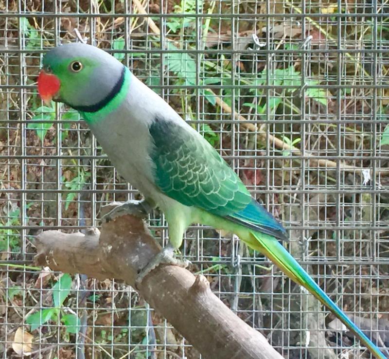 Malabar Parrots SOLD SOLD SOLD