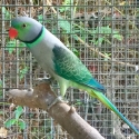 Malabar Parrots SOLD SOLD SOLD