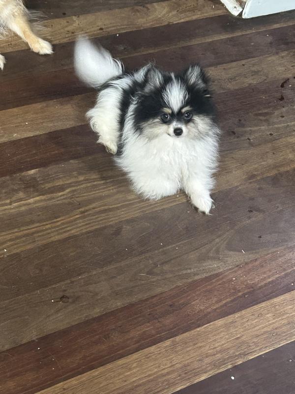Purebred parti Pomeranian male