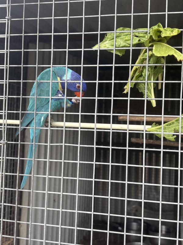 Blue lorikeet pair and babys