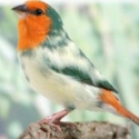 Finches Available -Avicultural Delights