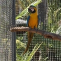 5 yr old B/G Macaw Hen