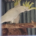 Sulphur crested cockatoo