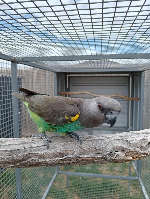 Male Meyers parrot