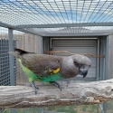 Male Meyers parrot