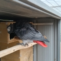 African grey pair 1