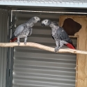 African grey pair 2