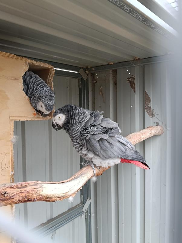 African grey pair 3