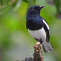 Oriental Magpie Robins