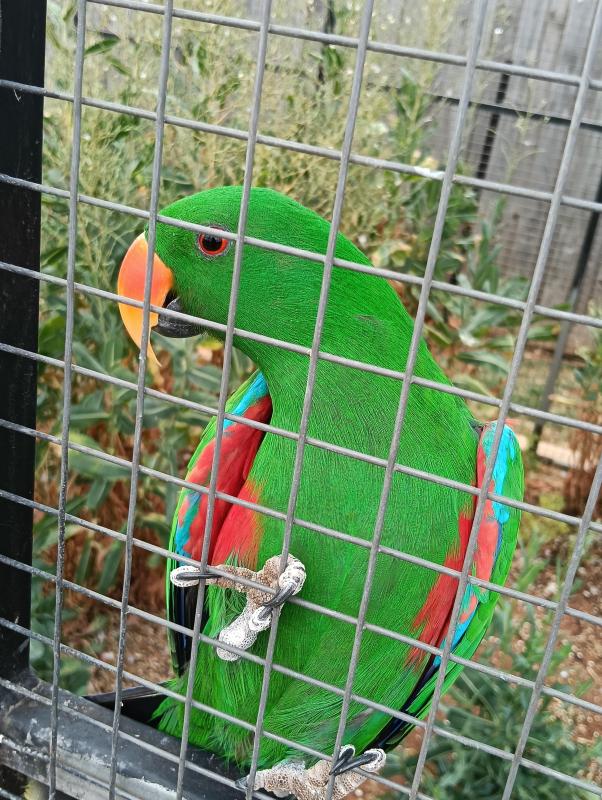 Red sided Eclectus male