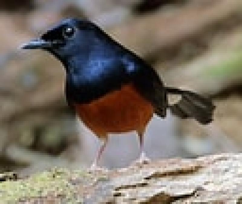 White Rumped Shama's